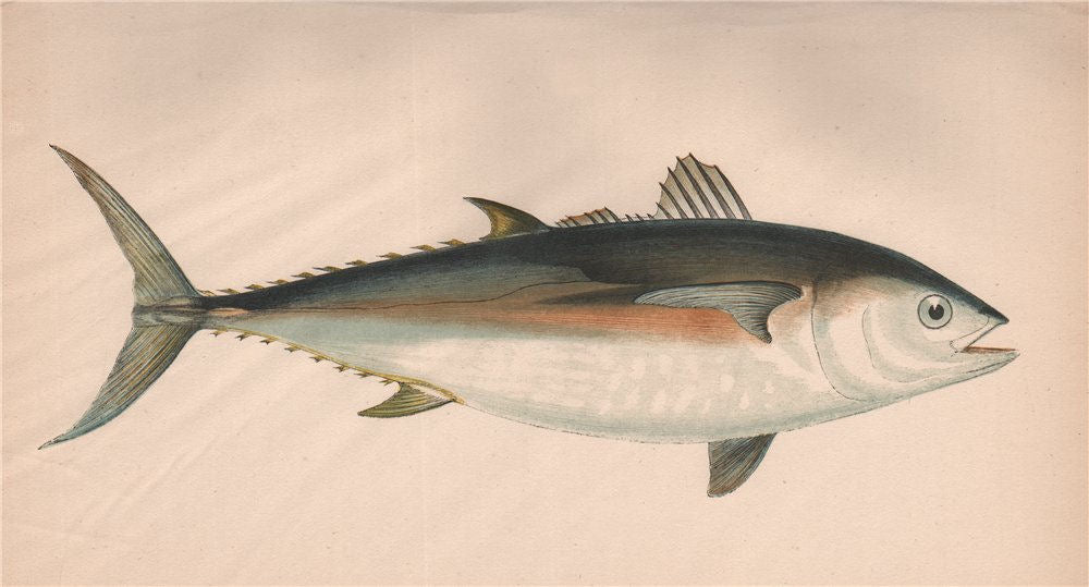 TUNNY. Scomber thynnus Thynnus vulgaris, Scombre Thon. COUCH. Fish 1862 print